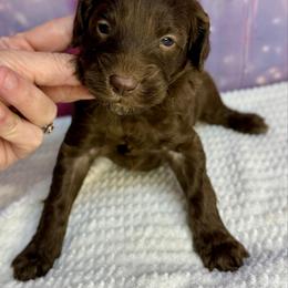 Molly - Brown female Bernedoodle puppy in Winfield, Alabama from Rose Lane Doodles