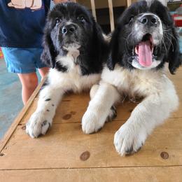 Newfoundland Puppies from Vermillion Newfoundlands