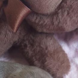 Shih Tzu Puppies from N.F.S.T Imperial ShihTzu Puppies.