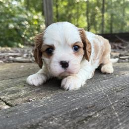 Boy 1 - Blenheim male Cavalier King Charles Spaniel puppy in Comer, Georgia from Stratton Spaniels