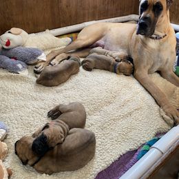 Great Dane Puppies from Paxton Great Danes