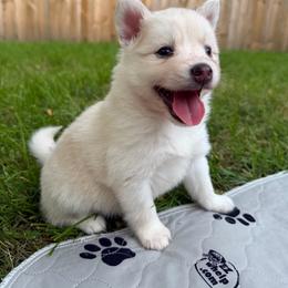 Calamity Jane - Gray and white female Pomsky puppy in Blue Earth, Minnesota from Blue Sky Pomsky