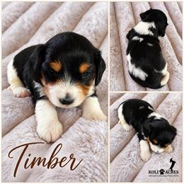 Timber - Black Piebald - Silky Wirehair - Piebald male Dachshund puppy in Kemp, Texas from Koli Acres