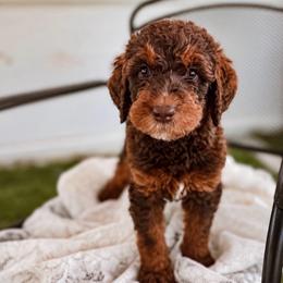 Knox - Chocolate male Labradoodle puppy in Elizabeth City, North Carolina from Howdy Doodles