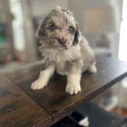 Sonny - Brown merle female Aussiedoodle puppy in Strasburg, Pennsylvania from Still Water Puppies