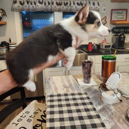 Pembroke Welsh Corgi Puppies from Lindsey's Lovely Little Corgis