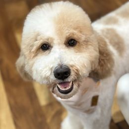 Hailee - Goldendoodle