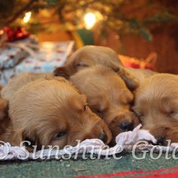 Golden Retriever Puppies from Sunshine Goldens