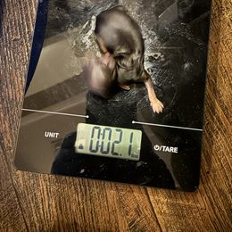 Girl 1 itty bitty - Chocolate and tan female Yorkshire Terrier puppy in Grove Hill, Alabama from Huntington Yorkies