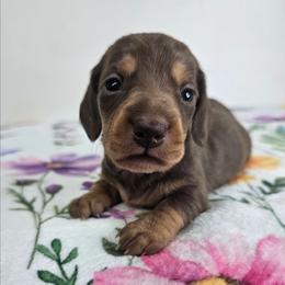 Chocolate and tan female 1 - Chocolate and tan female Dachshund puppy in Belle Rive, Illinois from Akin's Miniature Dachshunds, LLC
