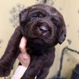 Navy - Chocolate male Labrador Retriever puppy in Manheim, Pennsylvania from Monarch Labradors