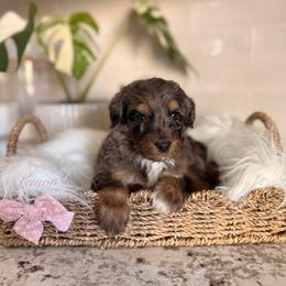 Lemon - Blue merle female Bernedoodle puppy in Las Vegas, Nevada from Dose of Doodles
