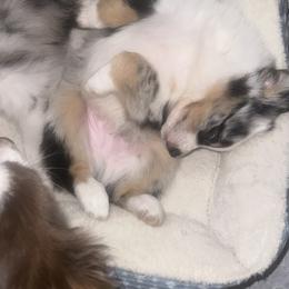 Miniature Australian Shepherd Puppies from Peace Creek Aussies