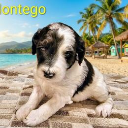 Montego - Parti male Goldendoodle puppy in Forest, Ohio from Mini Doodle Buddies