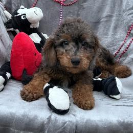 Beau - Merle male Goldendoodle puppy in Austin, Texas from Doodles of Central Texas