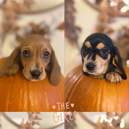 Dachshund Puppies from Pine & Pasture Dachshunds
