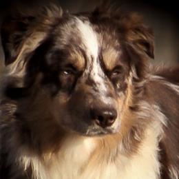Remi - Australian Shepherd