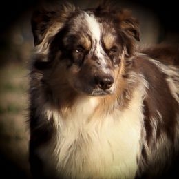 Remi - Australian Shepherd