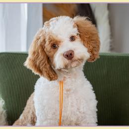 Reece - Red male Cockapoo puppy in Connersville, Indiana from Deaz Doodle Ranch