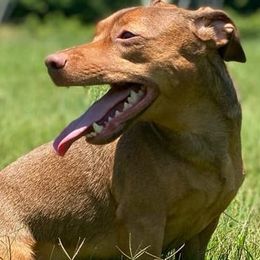 American Hunt Terriers from NoVa Hunt Terriers