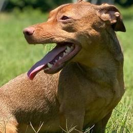 American Hunt Terriers from NoVa Hunt Terriers