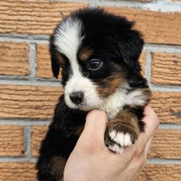 May - Tri-color female Bernese Mountain Dog puppy in Inman, South Carolina from Shadow Acres