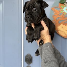White Female 3 - Fawn female Cane Corso puppy in Lakeland, Florida from Valyrian Cane Corsos