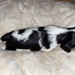 Cavalier King Charles Spaniel Puppies from Cassie’s Cavaliers