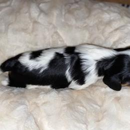 Cavalier King Charles Spaniel Puppies from Cassie’s Cavaliers
