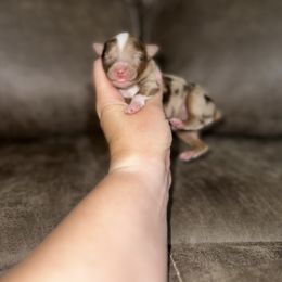 Toy Australian Shepherd Puppies from Rafter 7E Aussies