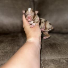 Toy Australian Shepherd Puppies from Rafter 7E Aussies
