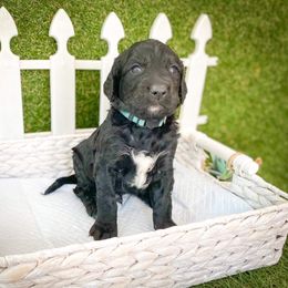 Goldendoodle Puppies from Peachy Doodles