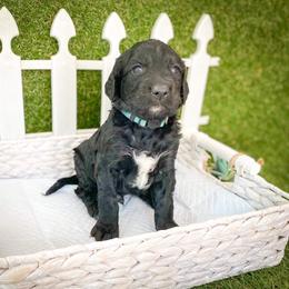 Goldendoodle Puppies from Peachy Doodles