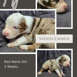 Tatyana - Red merle female Australian Shepherd puppy in Abilene, Texas from S&K Aussies N' Rotties