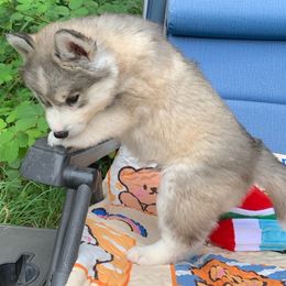 Siberian Husky Puppies from Canace Siberians