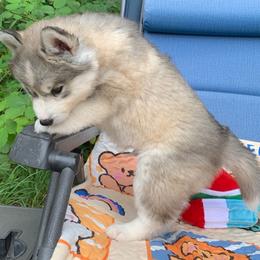 Siberian Husky Puppies from Canace Siberians