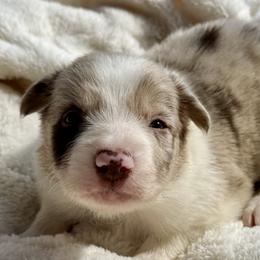 Banjo - Red merle male Border Collie puppy in East Ellijay, Georgia from Nine Peaks Border Collies