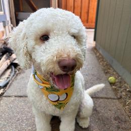 Bruno - Lagotto Romagnolo