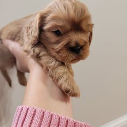 Sully - Ruby male Cavalier King Charles Spaniel puppy in Seneca, Kansas from Palmer Cavaliers