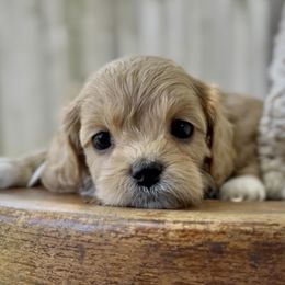 Madeleine - Apricot female Cavapoo puppy in Arlington, Texas from Van Haselen Poodles and Doodles