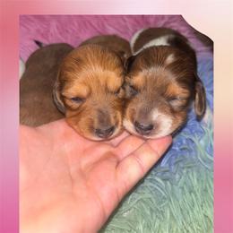 Shaded red dapple piebald - Piebald female Dachshund puppy in Coeburn, Virginia from Southern Sweetheart Kennels