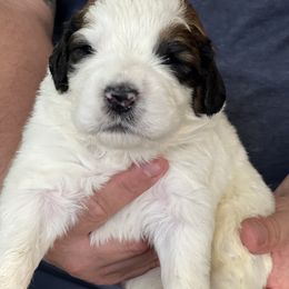 Saint Berdoodle Puppies from Darling St Berdoodles