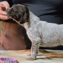 Trouble - Lavender girl - Liver and white female German Shorthaired Pointer puppy in Kenai, Alaska from LakeHaus Kennels
