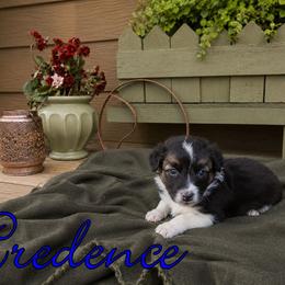Credence - male Sporty Mix puppy in Algona, Iowa from Ebonheart Kennel