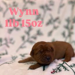 Wynn - Yellow female Labrador Retriever puppy in Puyallup, Washington from 12 Door Farm Labradors