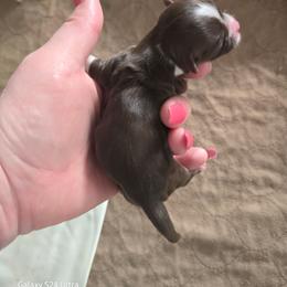 Boy 3 - Chocolate male Havanese puppy in Melba, Idaho from Lawson Havanese