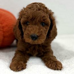 White collar - Red  female Goldendoodle puppy in Monrovia, California from Fancy Paws Inc