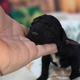 NOS - Black female Poodle puppy in Springfield, Oregon from Valaurah Farms
