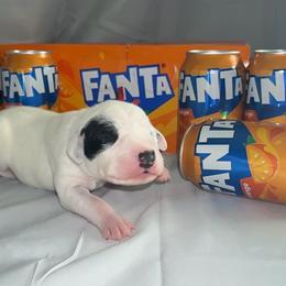 Fanta - White and black female Dalmatian puppy in Des Moines, Iowa from Spot Splattered Dalmatians