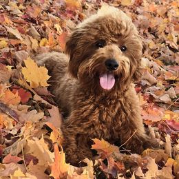 Rummy - Goldendoodle